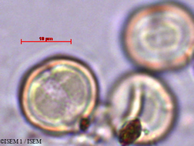 ISEM 1/Macaranga_heterophylla_37215/Macaranga_heterophylla_37215_0001(copy)_thumb.jpg